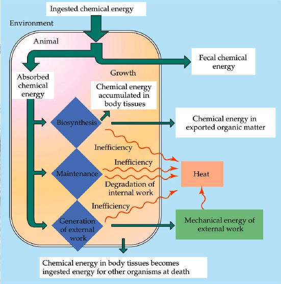 chart of
                how energy flows into & out of an organism & the
                transformations it goes through