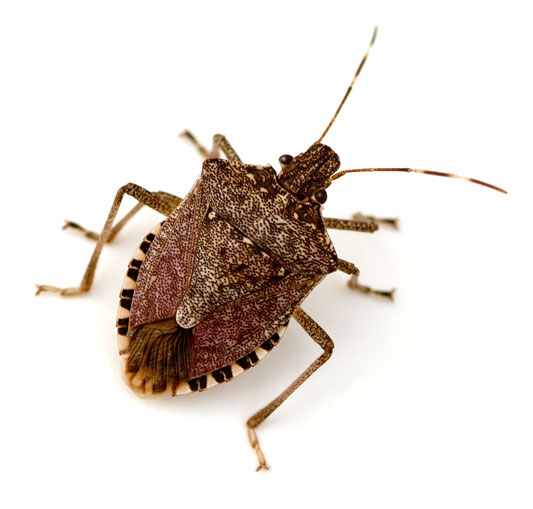 Brown Marmorated Stink Bug