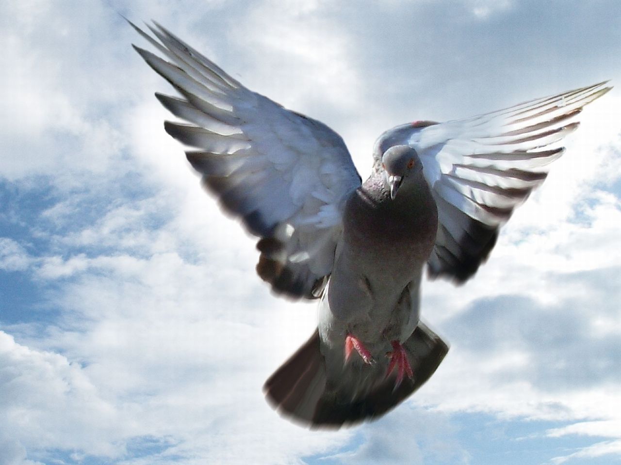 pigeon flying