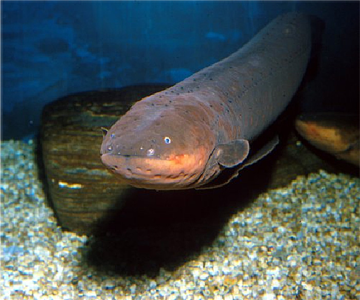 Electric Eel