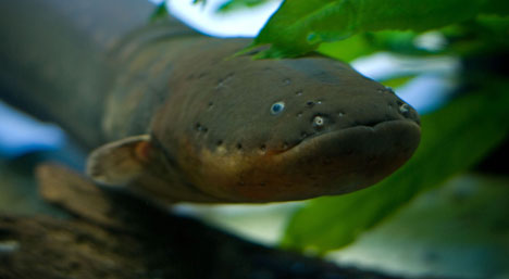 Eel!