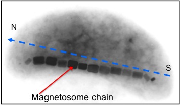 Magnetotactic Bacterium