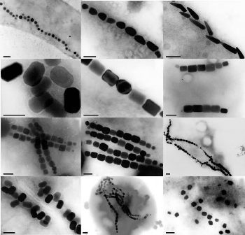 Magnetosomes