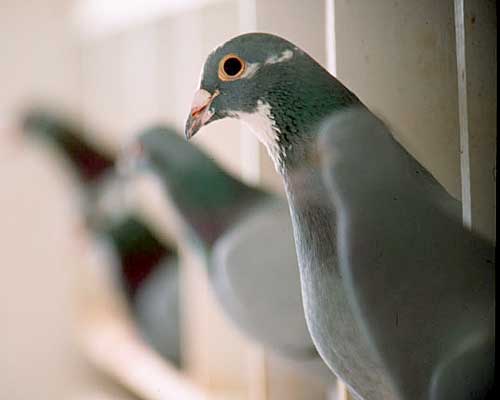 Pigeon