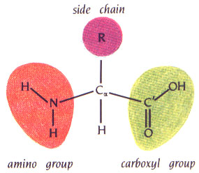 Figure 1. A basic amino acid (1)