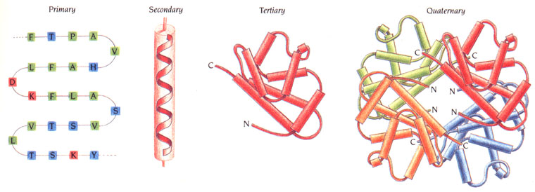 Figure 2. Structures of Proteins (1)