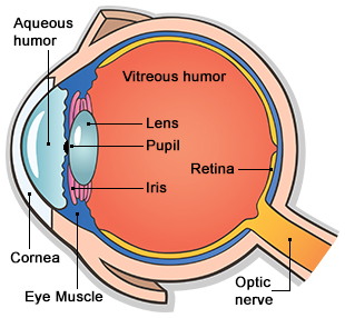 diagram of the eye