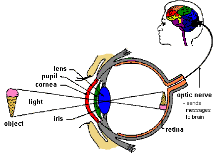 The vision process