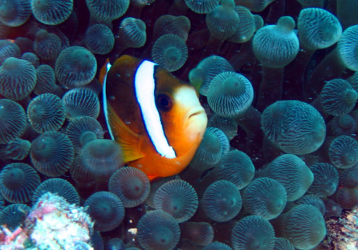 Photo of a clown fish, coral