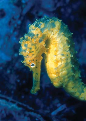 Seahorse underwater