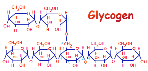 glycogen