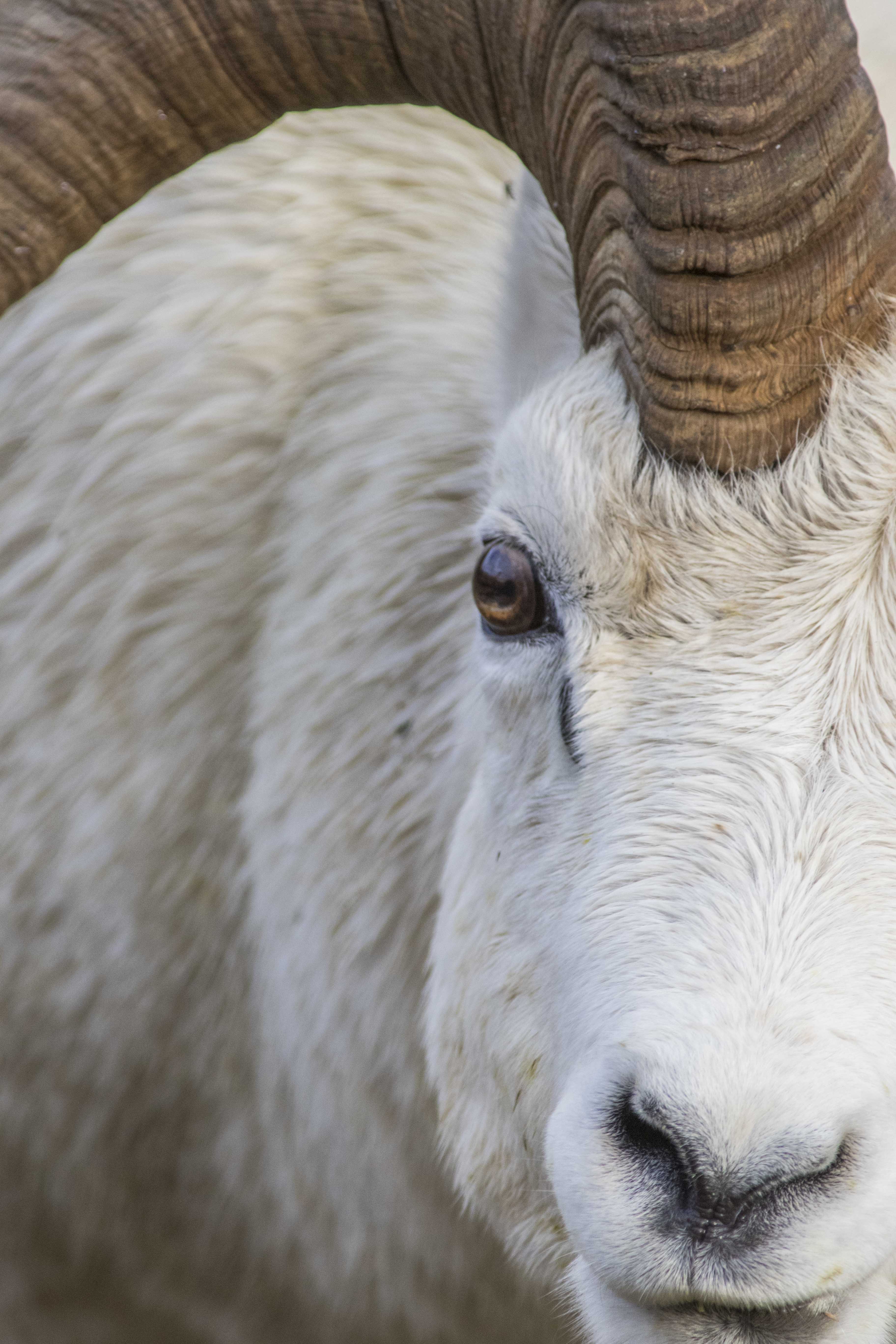 Dall Sheep
                      Image