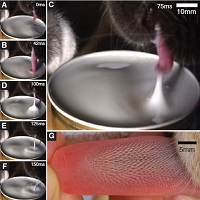 High-speed footage of cat lapping and close-up of cat's tongue.