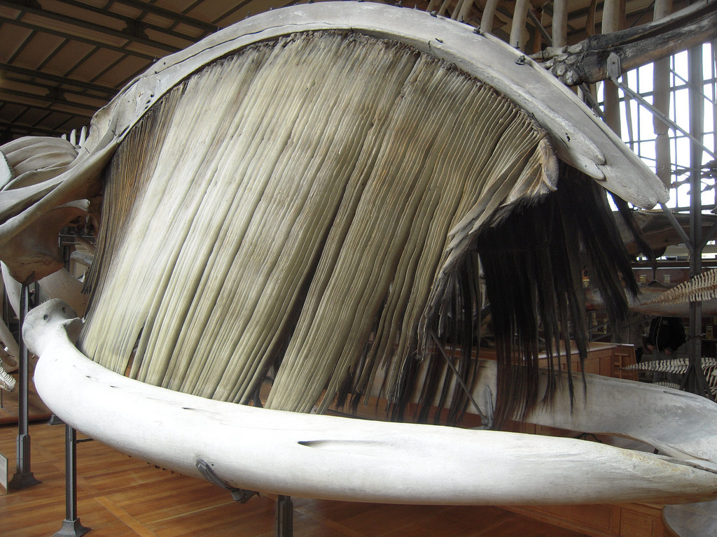 baleen 2