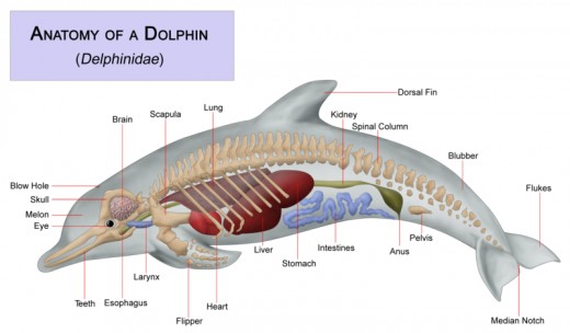 Anatomy of
              Dolphin