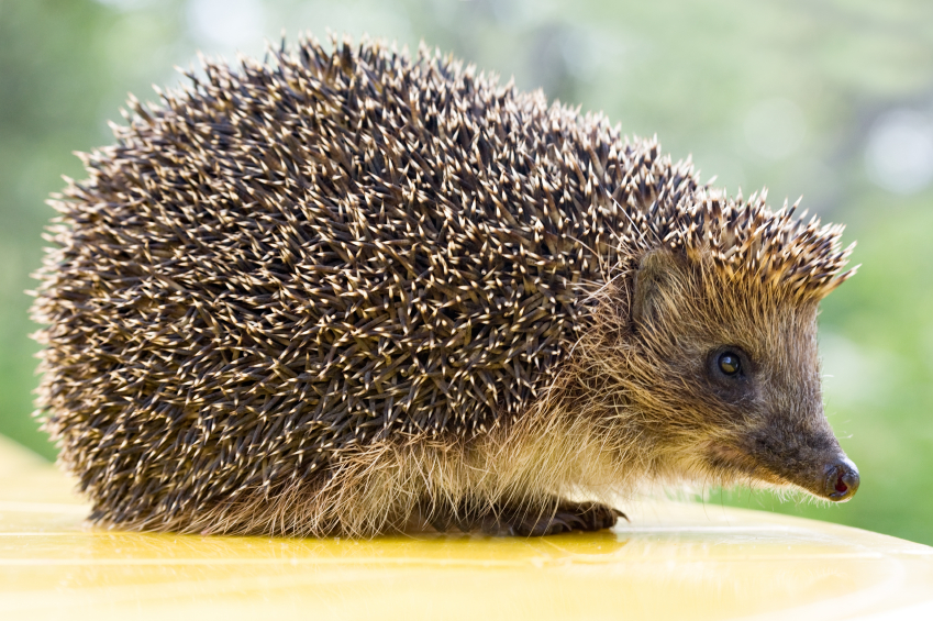 poster hedgehog