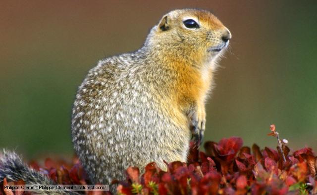 poster squirrel